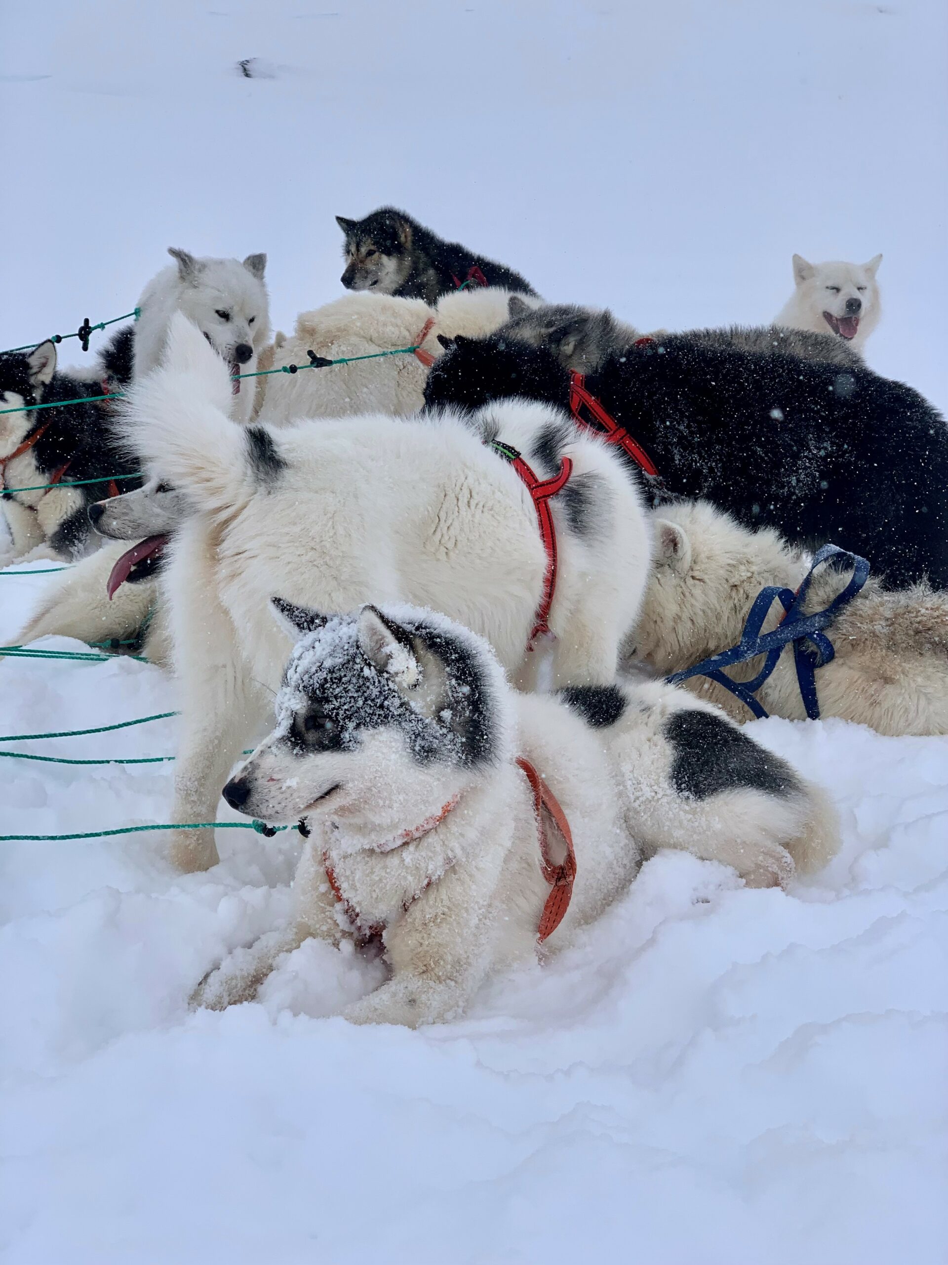 dog sled excursions & tours