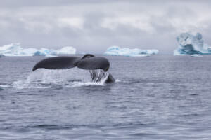Whale Safari - 2.5 Hours